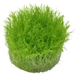 Clearance Tropica Utricularia graminifolia 1-2-GROW x 3 Akvarieplanter
