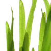 Clearance Tropica Vallisneria americana Natans bundt plantestængler Akvarieplanter