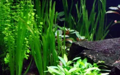 Clearance Tropica Vallisneria americana Natans bundt plantestængler Akvarieplanter