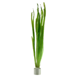 Clearance Tropica Vallisneria americana Natans bundt plantestængler Akvarieplanter