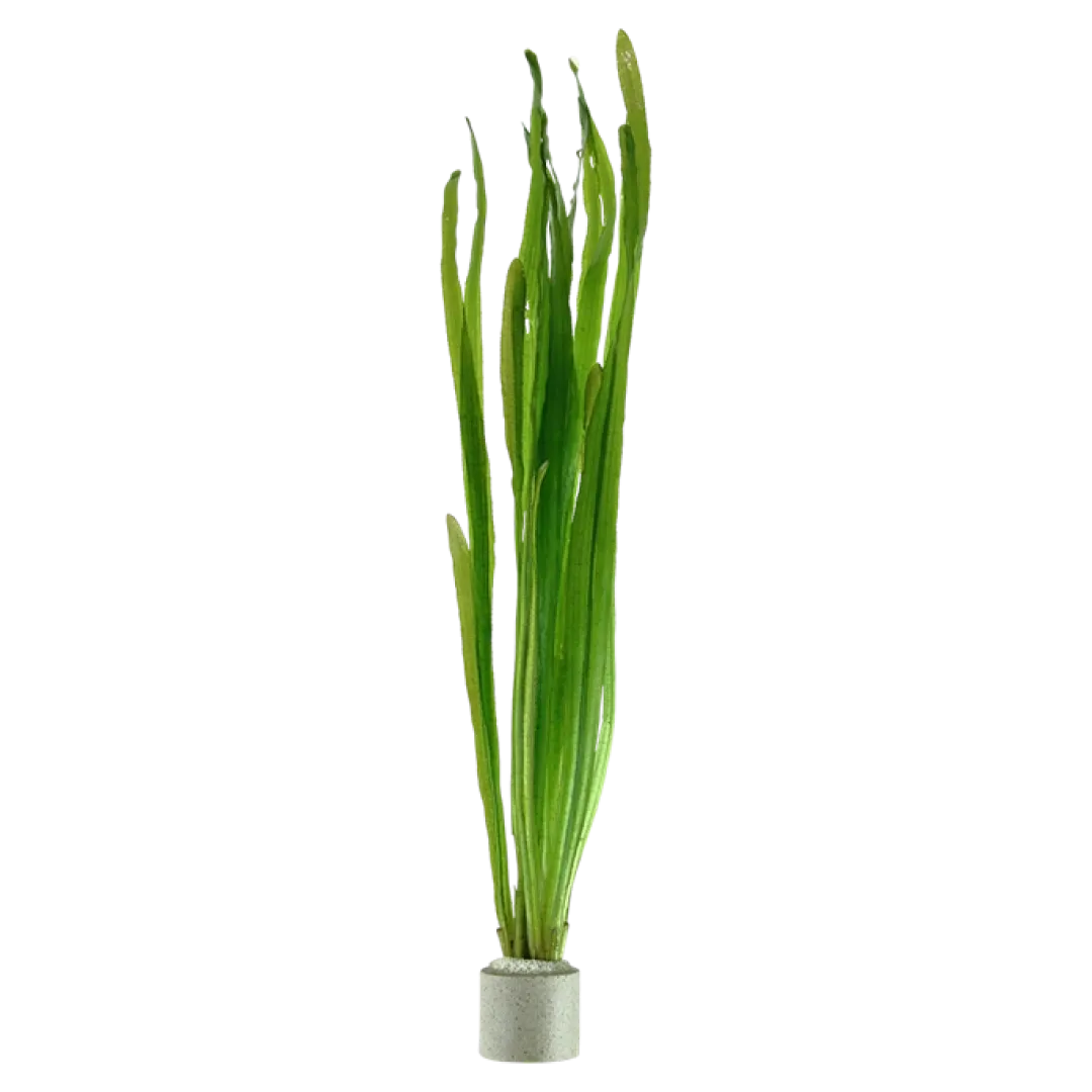 Clearance Tropica Vallisneria americana Natans bundt plantestængler Akvarieplanter