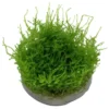 Clearance Tropica Vesicularia dubyana Christmas 1-2-GROW Akvarieplanter|Terrarieplanter