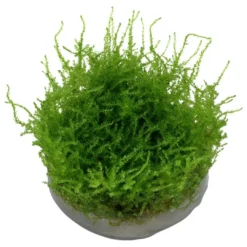 Clearance Tropica Vesicularia dubyana Christmas 1-2-GROW Akvarieplanter|Terrarieplanter