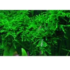 Clearance Tropica Vesicularia ferriei Weeping 1-2-GROW Akvarieplanter