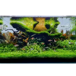Clearance Tropica Vesicularia ferriei Weeping 1-2-GROW Akvarieplanter