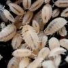 New Tropiske bænkebidere (Trichorhina tomentosa) Foder & Vitaminer Til Krybdyr|Dekoration Til Terrarier