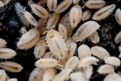 New Tropiske bænkebidere (Trichorhina tomentosa) Foder & Vitaminer Til Krybdyr|Dekoration Til Terrarier