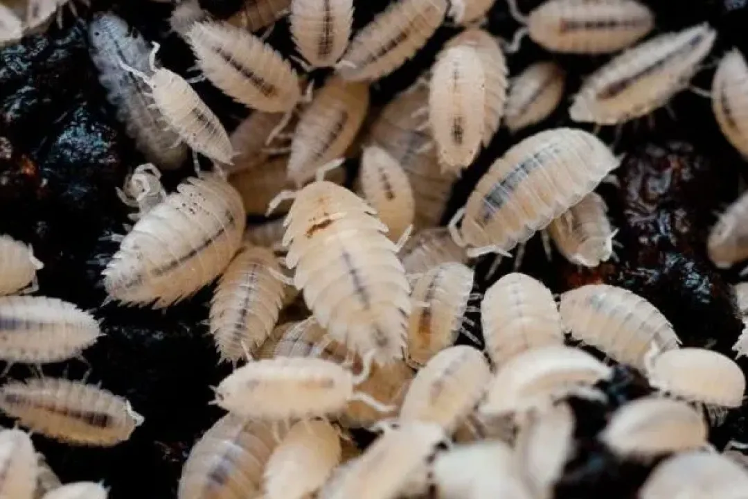 New Tropiske bænkebidere (Trichorhina tomentosa) Foder & Vitaminer Til Krybdyr|Dekoration Til Terrarier