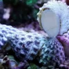 Clearance Turbosnegl (Tectus fenestratus) Kæmpe snegl Anemone, Bløddyr Og Snegle Til Saltvand