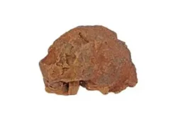 Hot Tygge Trærod L 500-750 g - Robust tyggelegetøj til hunde Hundeguf Og Tyggeben Til Hunde