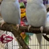Best Undulat unge (Melopsittacus Undulatus) Eksotiske Fugle