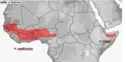 Outlet Vestafrikansk Tykhalegecko - Hemiteconyx caudicinctus Krybdyr