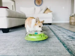 Outlet Wobble Bowl Grøn Niveau 1 - interaktiv foderskål til hunde Hundelegetøj Til Alle Hunde Leg Og Aktivering Året Rundt|Legetøj Til Hvalpe - Sjov Leg, Aktivering Og Tryghed Fra Første Dag