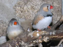 Clearance Zebrafinke (Taeniopygia guttata) Eksotiske Fugle